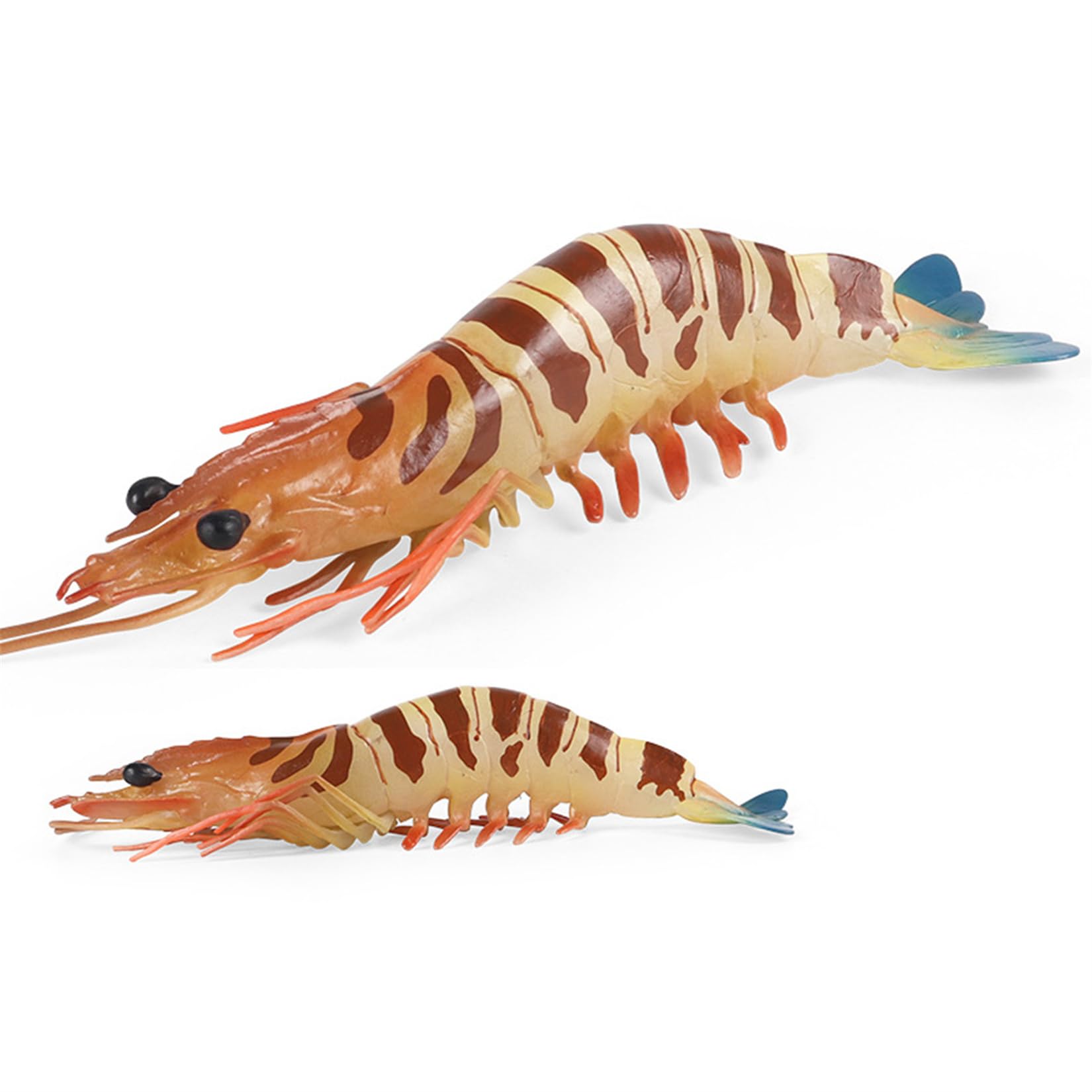 生物細密画（水彩）「クルマエビ」 生物細密画（水彩）「クルマエビ」